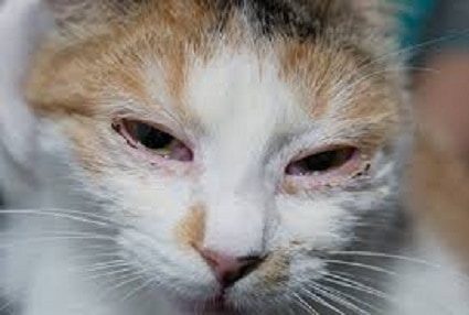 Herpes - an Upper Respiratory Infection in Cats