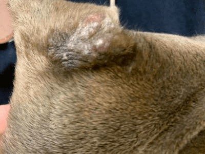 Leproid Granuloma – Canine Leprosy