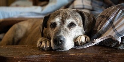 Choosing Quality of Life - Humane Euthanasia for Companion Pets and When is It the Right Time