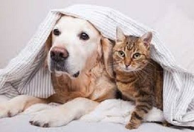 Immune-mediated Anemia or IMHA - A Life-Threatening Disease in Cats and Dogs