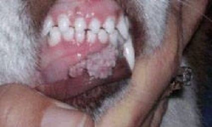 does papilloma cause bad breath)