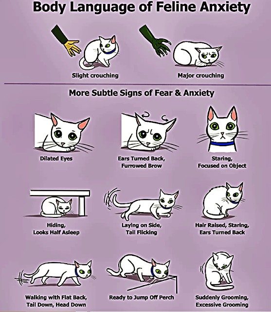 Cat Body Language: Signs of Feline Aggression Towards People