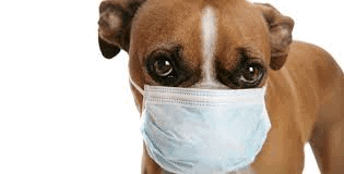What You Should Know About Coronavirus for Your Family and Animal Companions