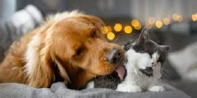 The Basics on Keeping Your Cat and Dog Companion Healthy