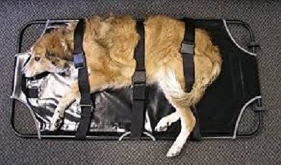 HOW TO TRANSPORT YOUR INURED PET SAFELY DURING AN EMERGENCY
