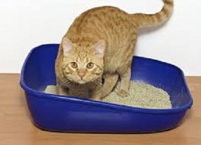 Lower Urinary Tract Disease in Cats (also known as FLUTD) - Continuing Feline Urinary Issues