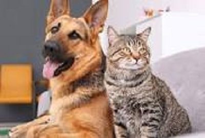 Understanding Kidney Failure in Companion Cats and Dogs