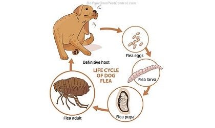Fleas: A Familiar Pest in Houston