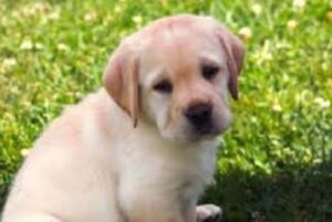 yellow lab