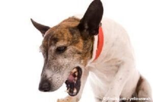 dog coughing