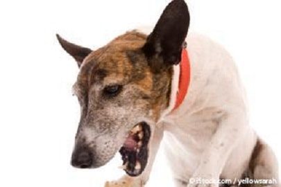 Chronic Bronchitis in Dogs is Not Infectious