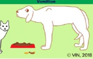 dog vomiting