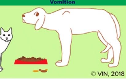 Vomiting or Regurgitation in Dogs and Cats - What's the Difference?