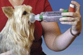 can you give a dog a albuterol breathing treatment