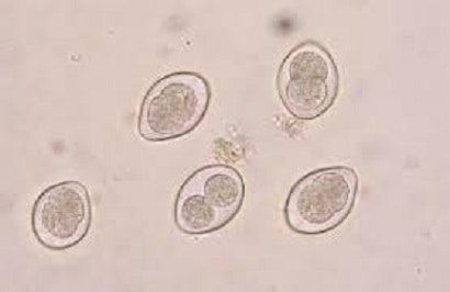 Coccidia Is an Intestinal Parasite of Cats and Dogs