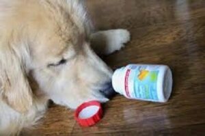 dog sick from taking advil