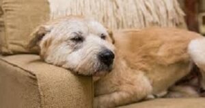 dog on the couch