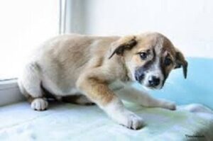 dog neurological disease