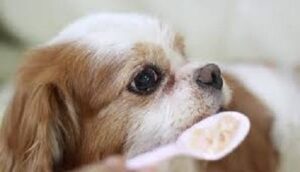 dog eating