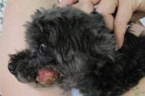 oral melanoma in a dog