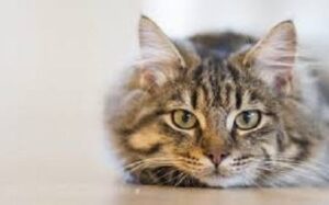 Aspergillosis in Cats