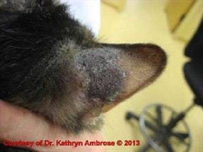 Ringworm (Dermatophytosis) in Dogs and Cats