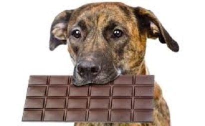 risk on halloween of dogs eating chocolate