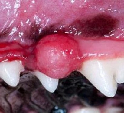 Oral Tumors and Lesions in Dogs and Cats