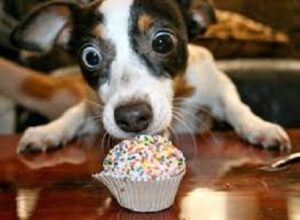 pet foods to avoid