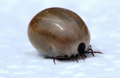 Ticks are Parasites for Cats, Dogs and People