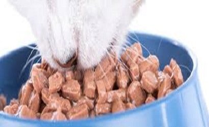 helping with your cat's food and diet