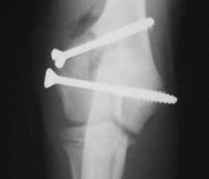 companion dog fractured bone