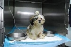 Hemorrhagic Gastroenteritis (HGE or AHDS)