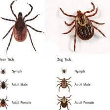 Ticks Are Parasites for Cats, Dogs and People