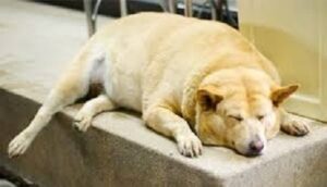 Diabetes Gone Wild - Diabetic Ketoacidosis in Dogs and Cats