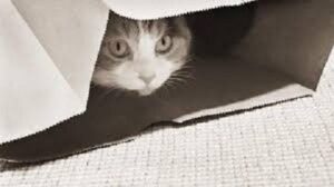 Loud Noises and Fireworks Fear in Pets