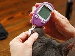 veterinarian Monitoring blood glucose with a veterinary glucometer 