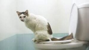 Colitis or Large Bowel Diarrhea in Dogs and Cats
