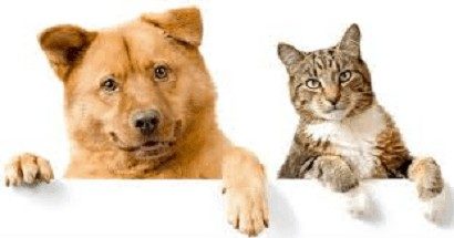 Cancer Can Affect the Lungs of Companion Animals