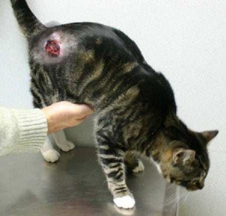 Bite Wounds and Abscesses in Cats