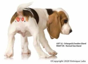 Anal Gland Disease in Dogs