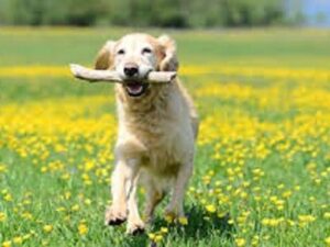 testicular cancer in dogs