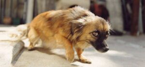 When Young Dogs Need to See a Veterinary Behaviorist