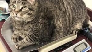 dangers of obesity in companion dogs and cats