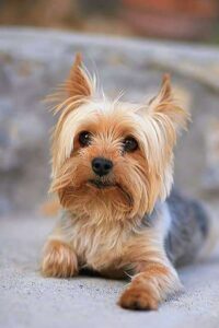 patellar luxation in dogs