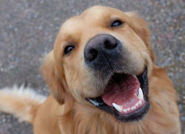 happy smiling golden retriever dog