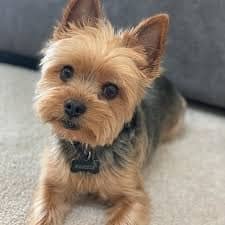 yorkie with patella luxation