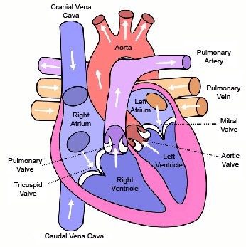 diagram of a cat's heart