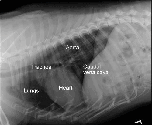 Normal heart and lungs  in a cat