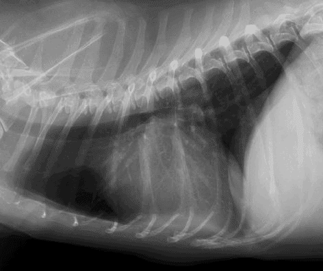 Enlarged heart with trachea being pushed up toward spine in cat